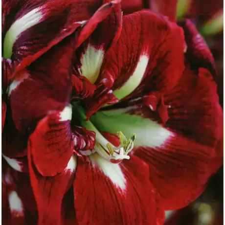 Bulbi de Amaryllis - Hippeastrum Barbados