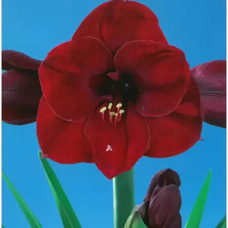 Bulbi de Amaryllis - Hippeastrum Benfica