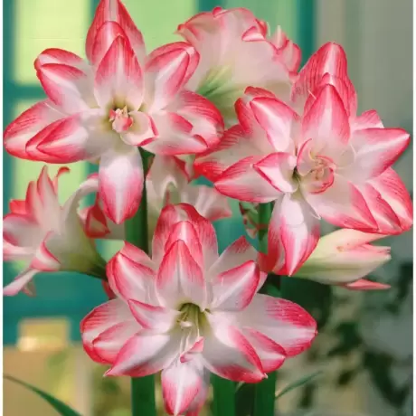 Bulbi de Amaryllis - Hippeastrum Peacock