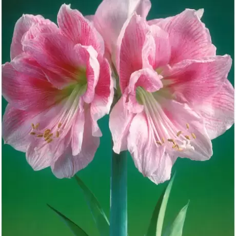 Bulbi de Amaryllis - Hippeastrum Blushing Bride