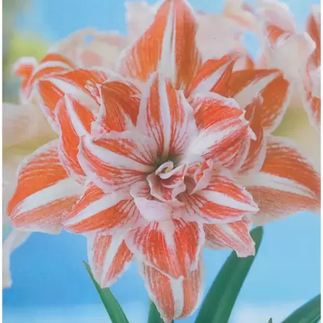 Bulbi de Amaryllis - Hippeastrum Dancing Queen