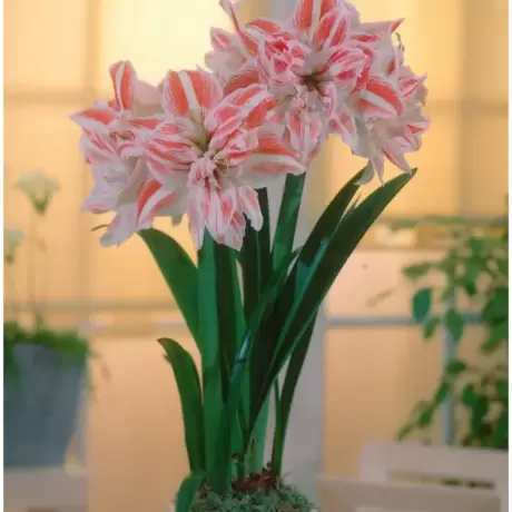 Bulbi de Amaryllis - Hippeastrum Dancing Queen