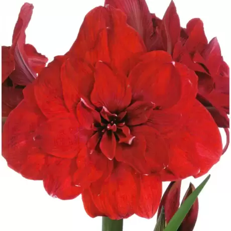 Bulbi de Amaryllis - Hippeastrum Double Dragon