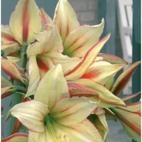 Bulbi de Amaryllis - Hippeastrum Green Magic