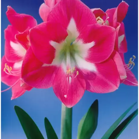 Bulbi de Amaryllis - Hippeastrum Lambada