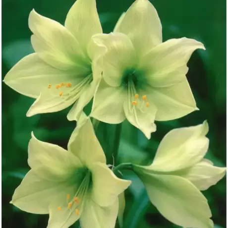 Bulbi de Amaryllis - Hippeastrum Lemon Lime