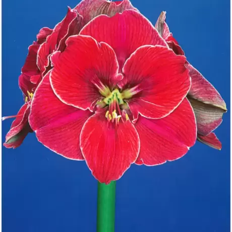 Bulbi de Amaryllis - Hippeastrum Magical Touch