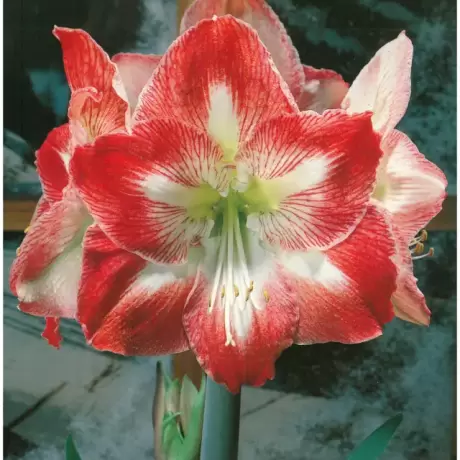 Bulbi de Amaryllis - Hippeastrum Minerva