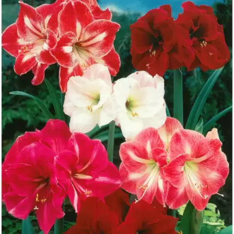 Amaryllis - Hippeastrum - Pachet Promotional Mix 