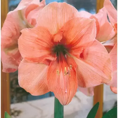 Bulbi de Amaryllis - Hippeastrum Orange