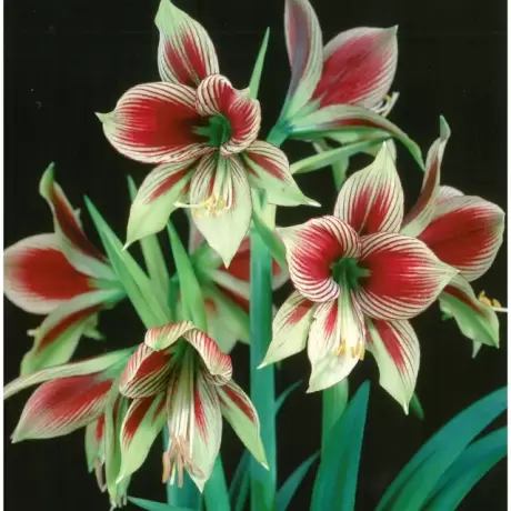 Bulbi de Amaryllis - Hippeastrum Papillio