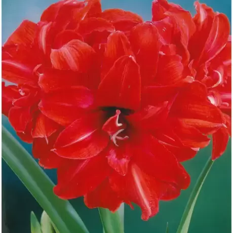 Bulbi de Amaryllis - Hippeastrum Red Peacock