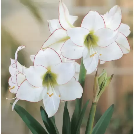 Bulbi de Amaryllis - Hippeastrum Picotee