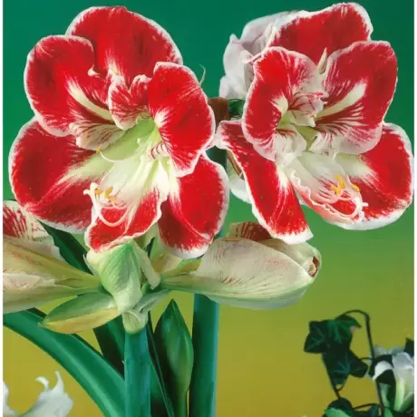 Bulbi de Amaryllis - Hippeastrum Prelude