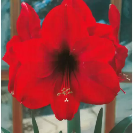 Bulbi de Amaryllis - Hippeastrum Red