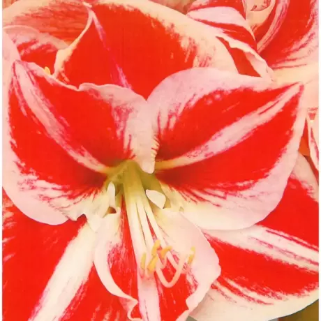 Bulbi de Amaryllis - Hippeastrum Superstar