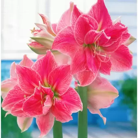 Bulbi de Amaryllis - Hippeastrum  Sweet Nymph