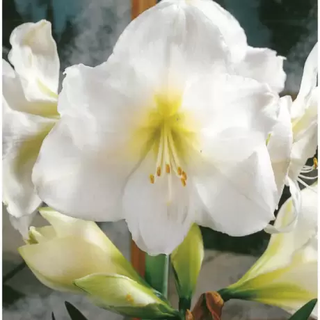 Bulbi de Amaryllis - Hippeastrum White Queen