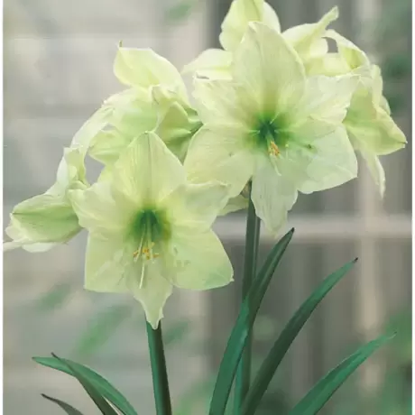 Bulbi de Amaryllis - Hippeastrum Yellow Goddess