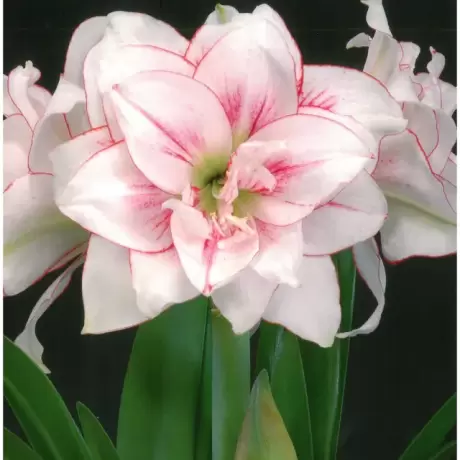 Bulbi de Amaryllis - Hippeastrum Elvas