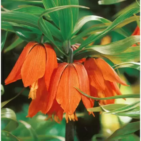 Bulbi de Fritillaria Aurora