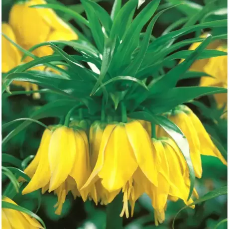 Bulbi de Fritillaria Lutea