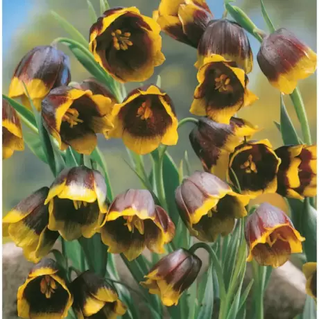 Bulbi de Fritillaria Michailovskyi