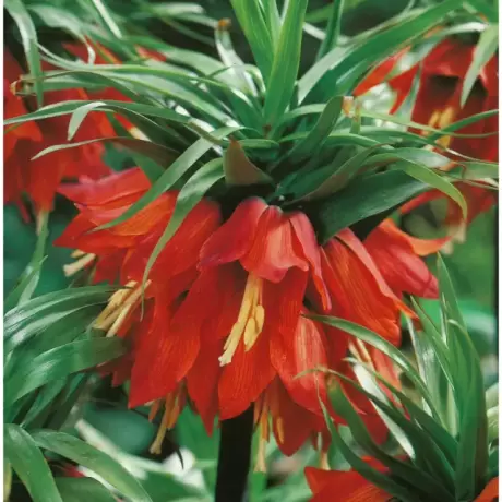 Bulbi de Fritillaria Rubra Maxima