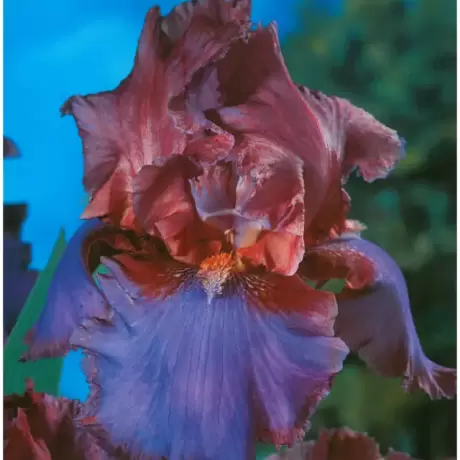 Rizomi de Iris Germanica Blue/Red