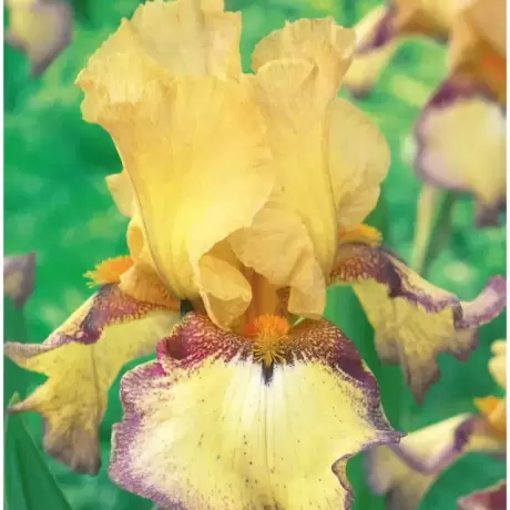 Rizomi de Iris Germanica Bullwinkle