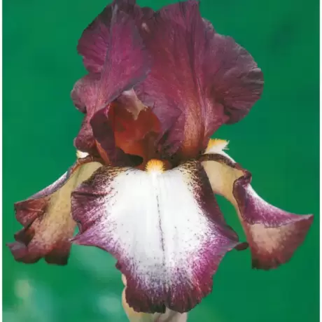 Rizomi de Iris Germanica Crinoline