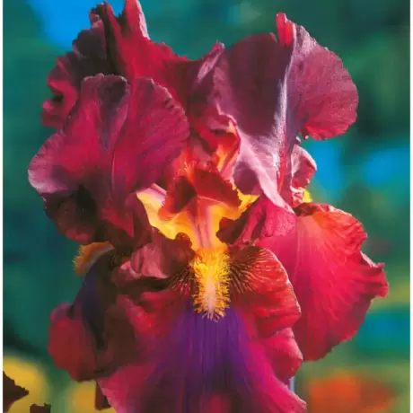 Rizomi de Iris Germanica Deep Red