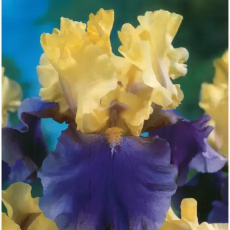 Rizomi de Iris Germanica Edith Wolford