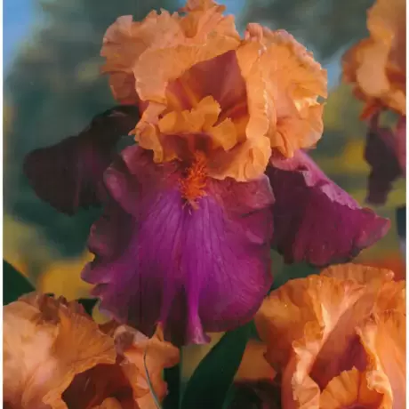 Rizomi de Iris Germanica Orange/Pink