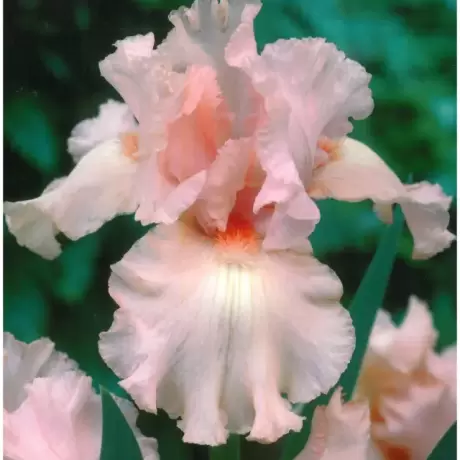 Rizomi de Iris Germanica Pink Tafette