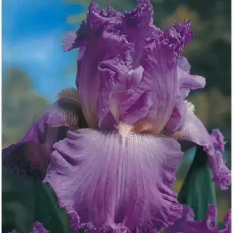 Rizomi de Iris Germanica Pink