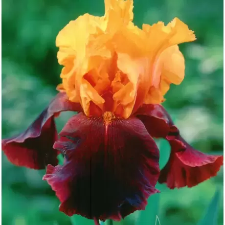 Rizomi de Iris Germanica Supreme Sultan