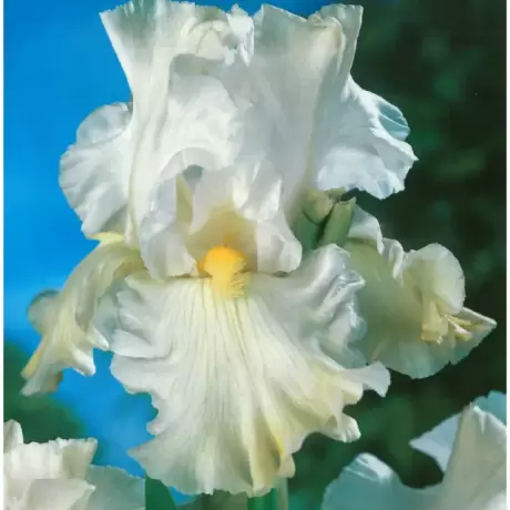 Rizomi de Iris Germanica White Ice