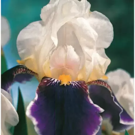 Rizomi de Iris Germanica White and Purple