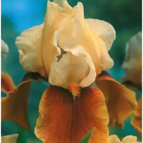 Rizomi de Iris Germanica Yellow/Brown