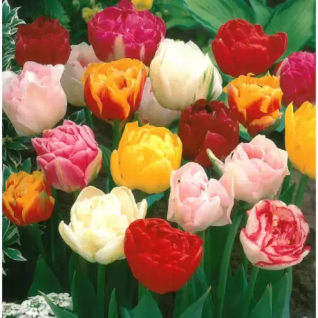 Bulbi de Lalele Double Late Tulips Mix