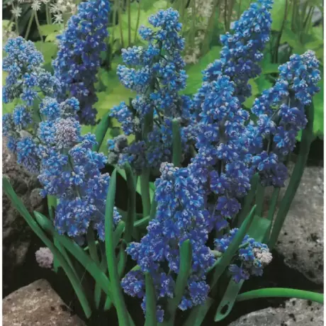 Bulbi de Muscari Blue Spike