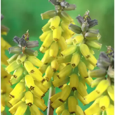 Bulbi de Muscari Macrocarpum