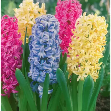 Bulbi de Zambile Hyacinthus Mix 3