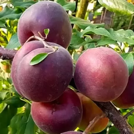 Pom fructiferi - Cais Black Velvet