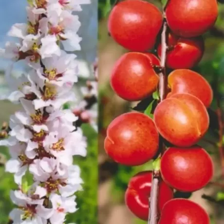 Pom Fructifer - Cais columnar Ruby Sun - Anul 3 cu Radacina Impachetata