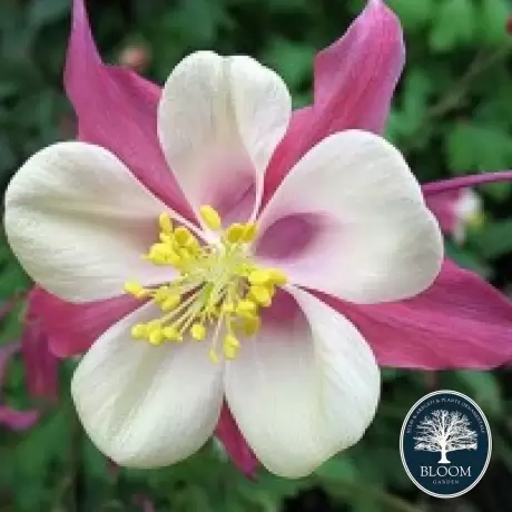 Caldaruse Aquilegia Caerulea Rose Queen