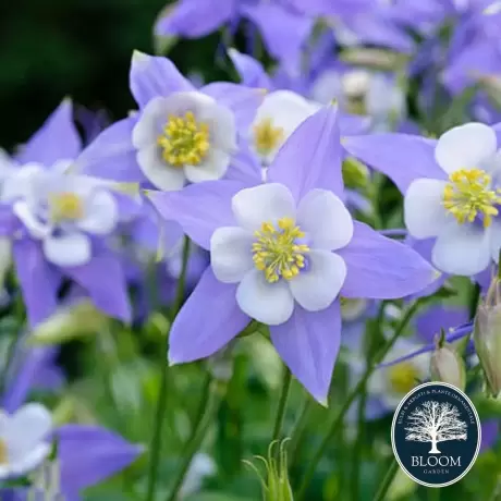 Caldaruse Rocky Mountain Columbine