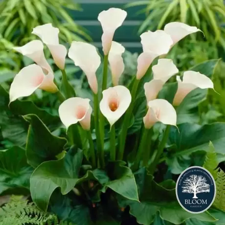 Cale Zantedeschia Elegant Swan