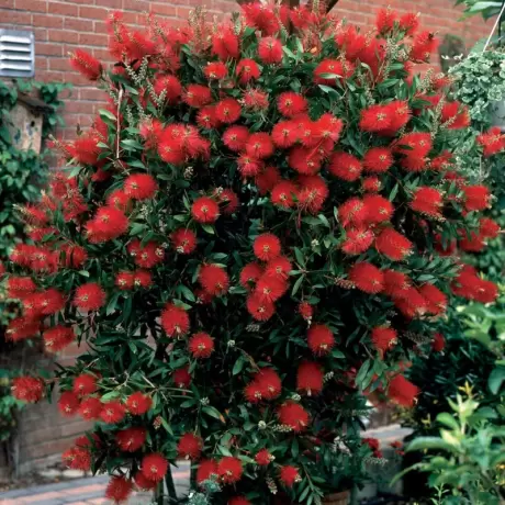 Callistemon Citrinus - Tufă - Ghiveci 5 l - Înălțime 70 - 80 cm